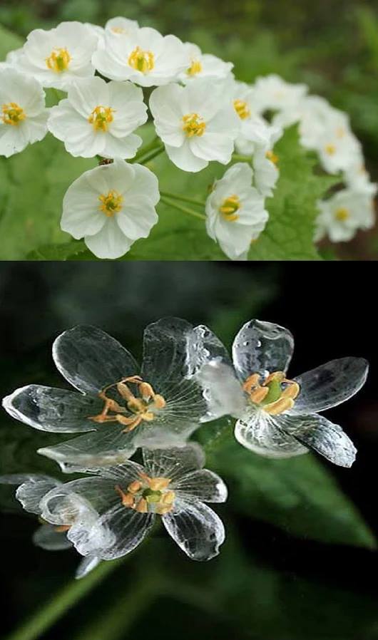 Diphylleia Gray