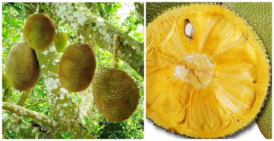 Jack Fruit