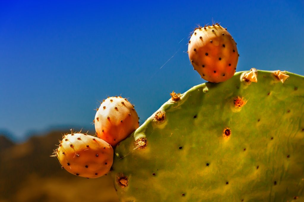 Nopal