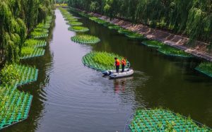Isla Flotante Ecológica